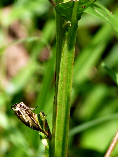 {Ludwigia decurrens}